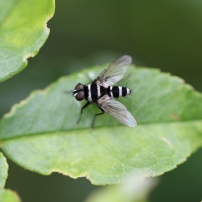 Trigonospila sp. (genus) (A Bristle Fly) at Higgins, ACT - 6 Dec 2017 by Alison Milton