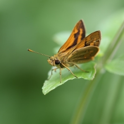 Ocybadistes walkeri (Green Grass-dart) at Higgins, ACT - 6 Dec 2017 by Alison Milton