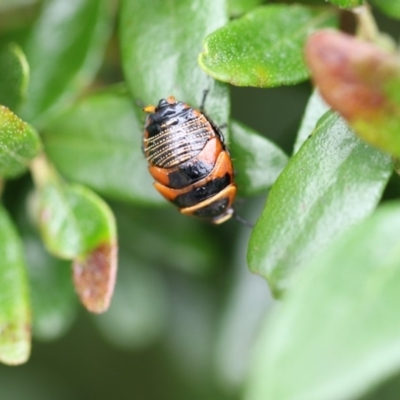 Ellipsidion australe (Austral Ellipsidion cockroach) at Higgins, ACT - 6 Dec 2017 by Alison Milton