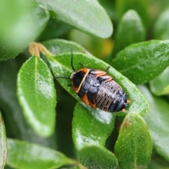 Ellipsidion australe at Higgins, ACT - 6 Dec 2017 12:55 PM