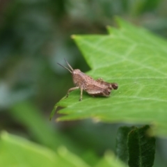 Phaulacridium vittatum (Wingless Grasshopper) at Higgins, ACT - 6 Dec 2017 by AlisonMilton