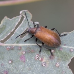 Ecnolagria grandis (Honeybrown beetle) at Higgins, ACT - 6 Dec 2017 by AlisonMilton