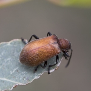 Ecnolagria grandis at Higgins, ACT - 6 Dec 2017 01:50 PM