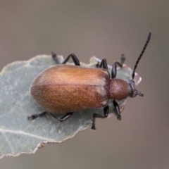 Ecnolagria grandis at Higgins, ACT - 6 Dec 2017 01:50 PM