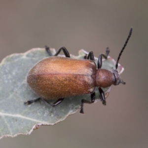 Ecnolagria grandis at Higgins, ACT - 6 Dec 2017