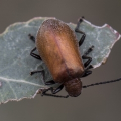 Ecnolagria grandis at Higgins, ACT - 6 Dec 2017