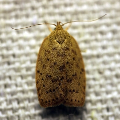 Garrha carnea (A concealer moth) at O'Connor, ACT - 29 Nov 2017 by ibaird