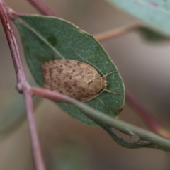 Garrha carnea (A concealer moth) at Higgins, ACT - 6 Dec 2017 by Alison Milton