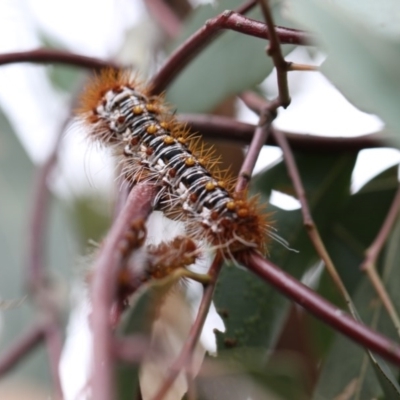 Chelepteryx collesi (White-stemmed Gum Moth) at Higgins, ACT - 4 Jan 2018 by AlisonMilton