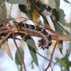 Chelepteryx collesi at Higgins, ACT - 4 Jan 2018