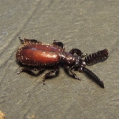 Arthropterus sp. (genus) (Ant nest beetle) at Greenway, ACT - 28 Nov 2017 by michaelb