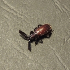 Arthropterus sp. (genus) at Greenway, ACT - 29 Nov 2017 08:33 AM
