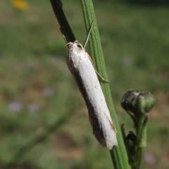 Philobota productella (Pasture Tunnel Moth) at Pollinator-friendly garden Conder - 20 Nov 2017 by michaelb