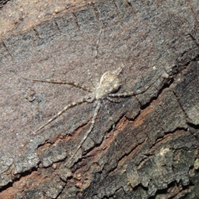 Tamopsis sp. (genus) (Two-tailed spider) at Pollinator-friendly garden Conder - 21 Nov 2017 by michaelb