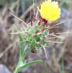 Centaurea melitensis (Maltese Cockspur, Cockspur Thistle) at Wandiyali-Environa Conservation Area - 7 Dec 2017 by Wandiyali