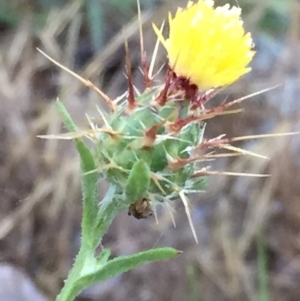 Centaurea melitensis at Googong, NSW - 8 Dec 2017 07:57 AM