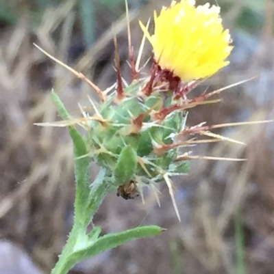 Centaurea melitensis (Maltese Cockspur, Cockspur Thistle) at Wandiyali-Environa Conservation Area - 7 Dec 2017 by Wandiyali