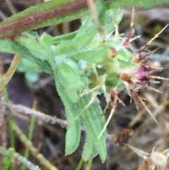 Centaurea melitensis at Googong, NSW - 8 Dec 2017 07:57 AM