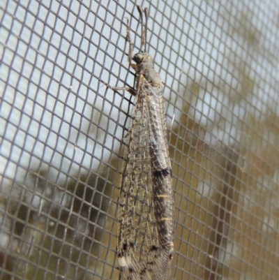 Bandidus canifrons (An Antlion Lacewing) at Conder, ACT - 15 Nov 2017 by michaelb