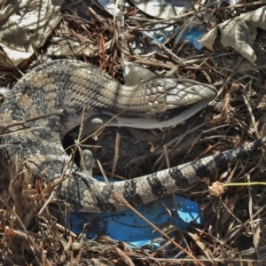 Tiliqua scincoides scincoides at Hume, ACT - 7 Dec 2017 08:15 AM