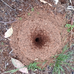 Camponotus consobrinus at Hughes, ACT - 6 Dec 2017