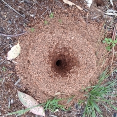 Camponotus consobrinus (Banded sugar ant) at Hughes Garran Woodland - 6 Dec 2017 by ruthkerruish
