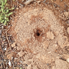 Camponotus consobrinus at Hughes, ACT - 6 Dec 2017