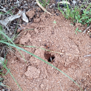 Camponotus consobrinus at Hughes, ACT - 6 Dec 2017