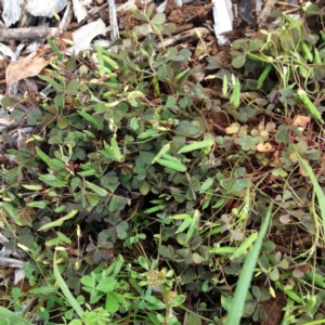 Oxalis sp. at Garran, ACT - 5 Dec 2017