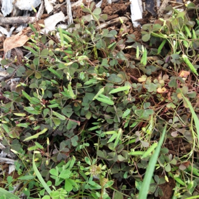 Oxalis sp. (Wood Sorrel) at Garran, ACT - 5 Dec 2017 by ruthkerruish