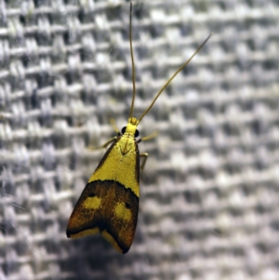 Crocanthes prasinopis (A Curved -horn moth) at O'Connor, ACT - 23 Nov 2017 by ibaird