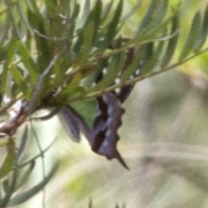 Graphium macleayanum at Cotter River, ACT - 7 Dec 2017