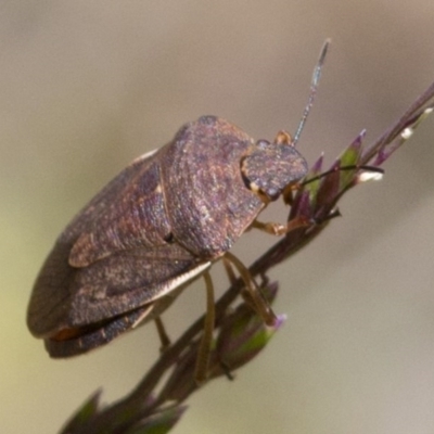 Dictyotus caenosus (Brown Shield Bug) at Cotter River, ACT - 7 Dec 2017 by JudithRoach