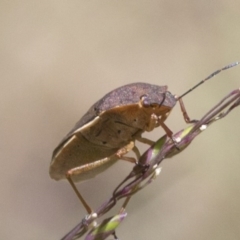 Dictyotus caenosus at Cotter River, ACT - 7 Dec 2017