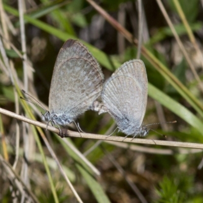 Zizina otis (Common Grass-Blue) at Cotter River, ACT - 7 Dec 2017 by JudithRoach
