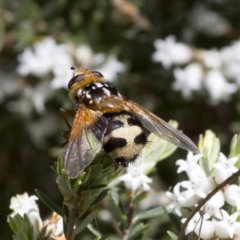 Microtropesa sp. (genus) (Tachinid fly) at Cotter River, ACT - 7 Dec 2017 by JudithRoach