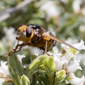 Microtropesa sp. (genus) at Cotter River, ACT - 7 Dec 2017