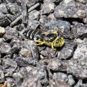 Bembix sp. (genus) at Fyshwick, ACT - 7 Dec 2017 10:10 AM