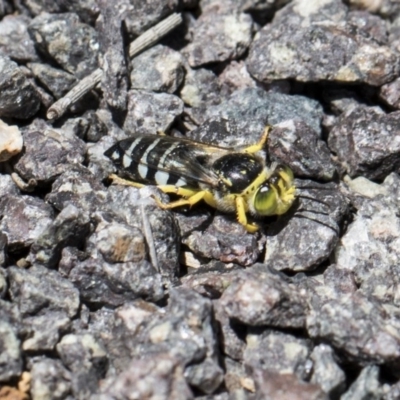 Bembix sp. (genus) (Unidentified Bembix sand wasp) at Jerrabomberra Wetlands - 6 Dec 2017 by Alison Milton