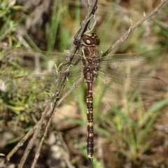 Adversaeschna brevistyla (Blue-spotted Hawker) at Jerrabomberra, ACT - 7 Dec 2017 by roymcd