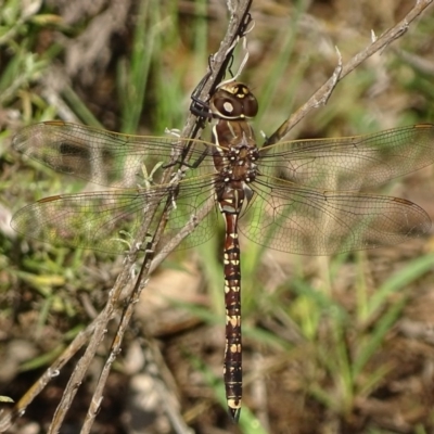 Adversaeschna brevistyla (Blue-spotted Hawker) at Jerrabomberra, ACT - 7 Dec 2017 by roymcd