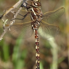 Adversaeschna brevistyla at Jerrabomberra, ACT - 7 Dec 2017