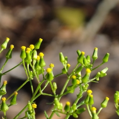 Senecio bathurstianus (Rough Fireweed) at Jerrabomberra, ACT - 7 Dec 2017 by roymcd