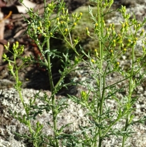 Senecio bathurstianus at Jerrabomberra, ACT - 7 Dec 2017 07:44 AM