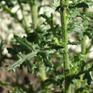 Senecio bathurstianus at Jerrabomberra, ACT - 7 Dec 2017 07:44 AM