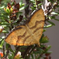 Chrysolarentia correlata (Yellow Carpet) at Gibraltar Pines - 3 Dec 2017 by HarveyPerkins