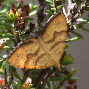 Chrysolarentia correlata at Paddys River, ACT - 3 Dec 2017