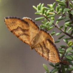 Chrysolarentia correlata at Paddys River, ACT - 3 Dec 2017 04:28 PM