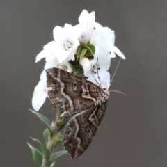 Melitulias graphicata (Mask Carpet) at Gibraltar Pines - 3 Dec 2017 by HarveyPerkins