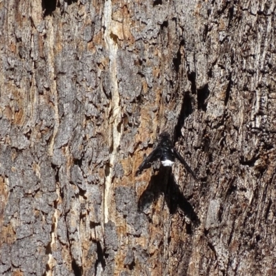 Anthrax sp. (genus) (Unidentified Anthrax bee fly) at Garran, ACT - 7 Dec 2017 by roymcd